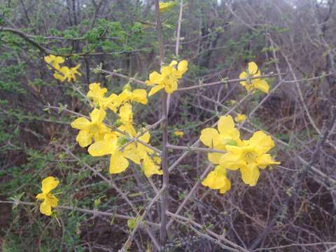 Image of Short Thorn Rhigozum