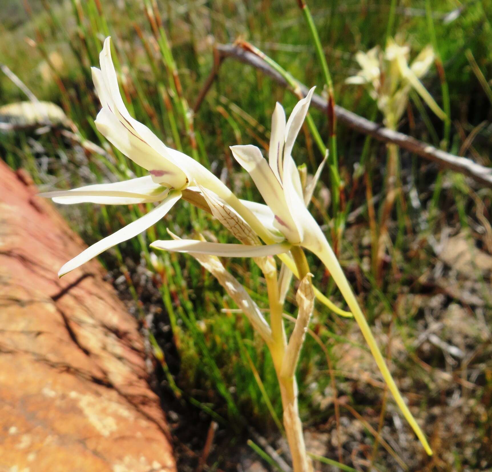 Image of Disa harveyana subsp. longicalcarata S. D. Johnson & H. P. Linder