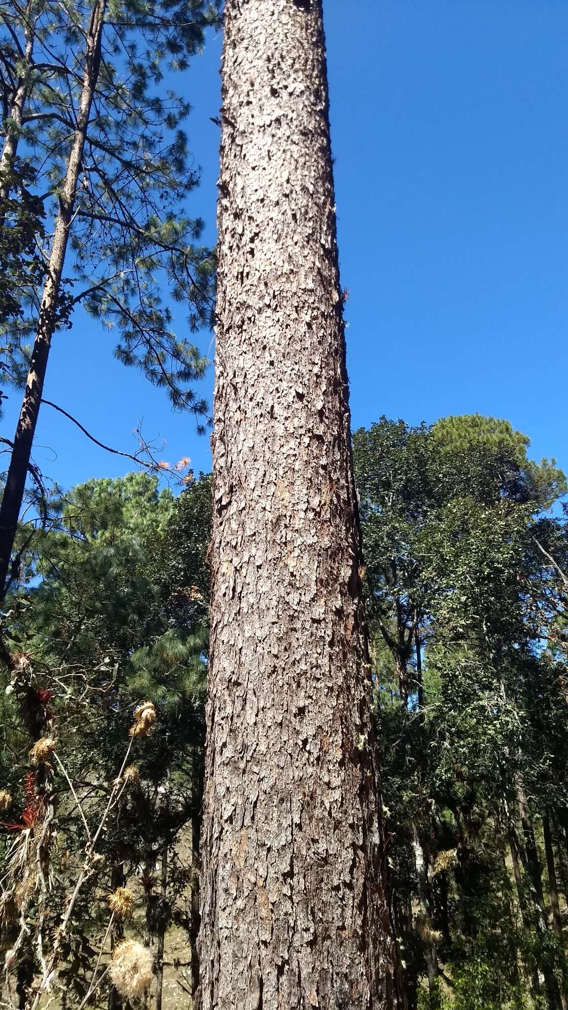 Image of Schwerdtfeger's Pine