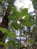 Image of Clerodendrum tomentosum var. tomentosum