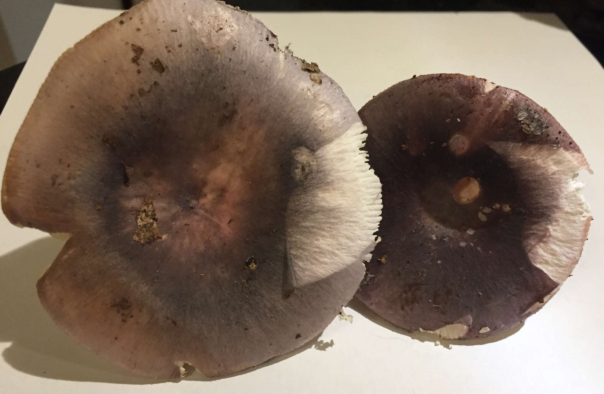 Image of Russula ionochlora Romagn. 1952