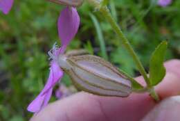 Image of nodding catchfly