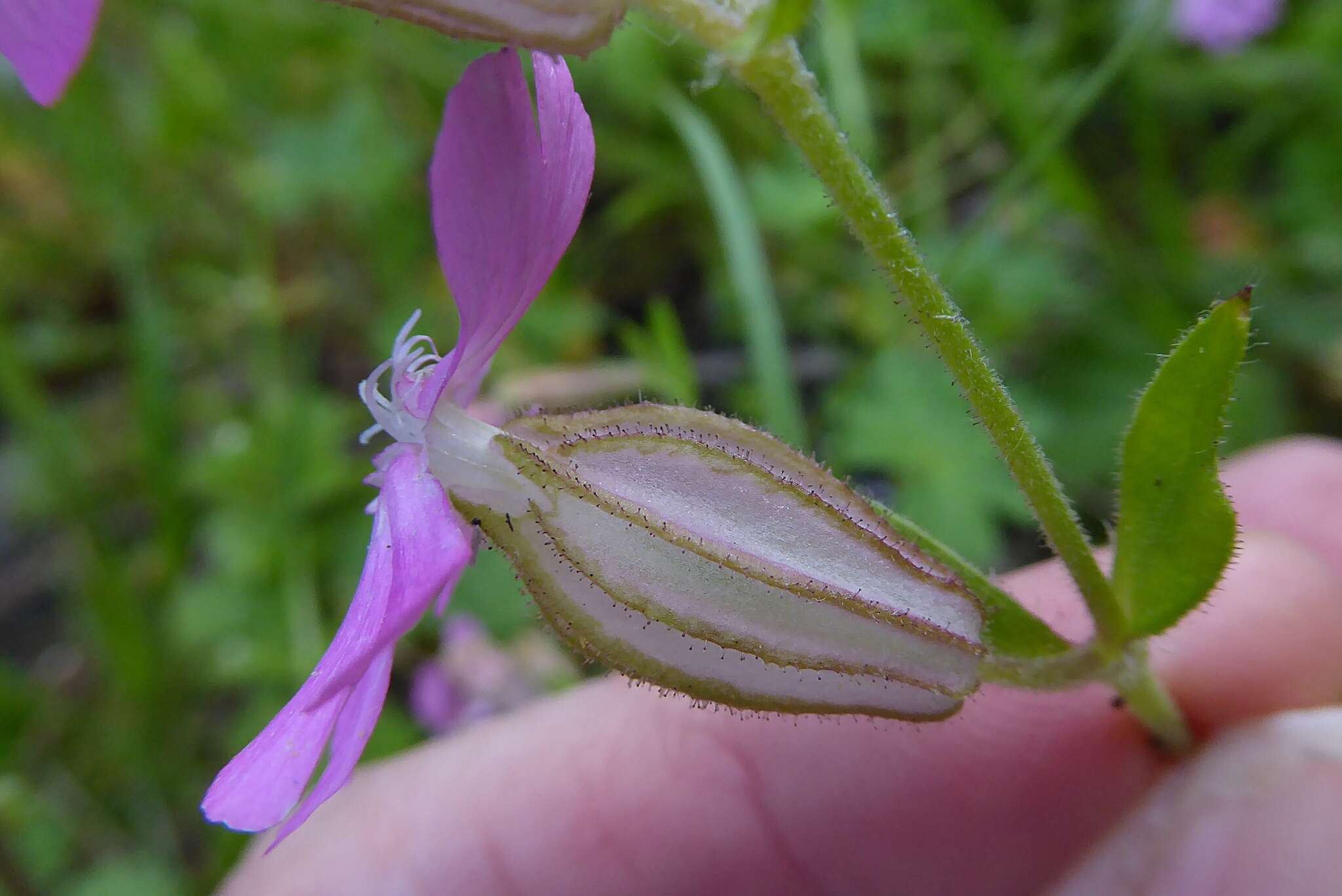 Image of nodding catchfly