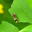 Image of Dasymutilla fasciventris Mickel 1938