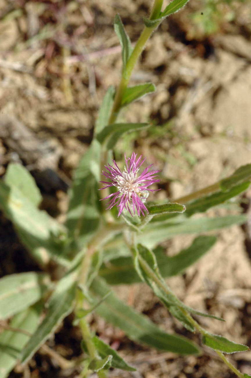 Image de Centaurea pulchella Ledeb.