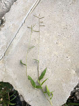 Image of Sprawling Liverseed Grass