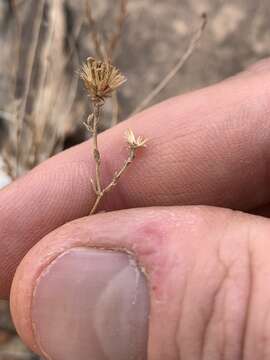 Image of Spring Mountain aster