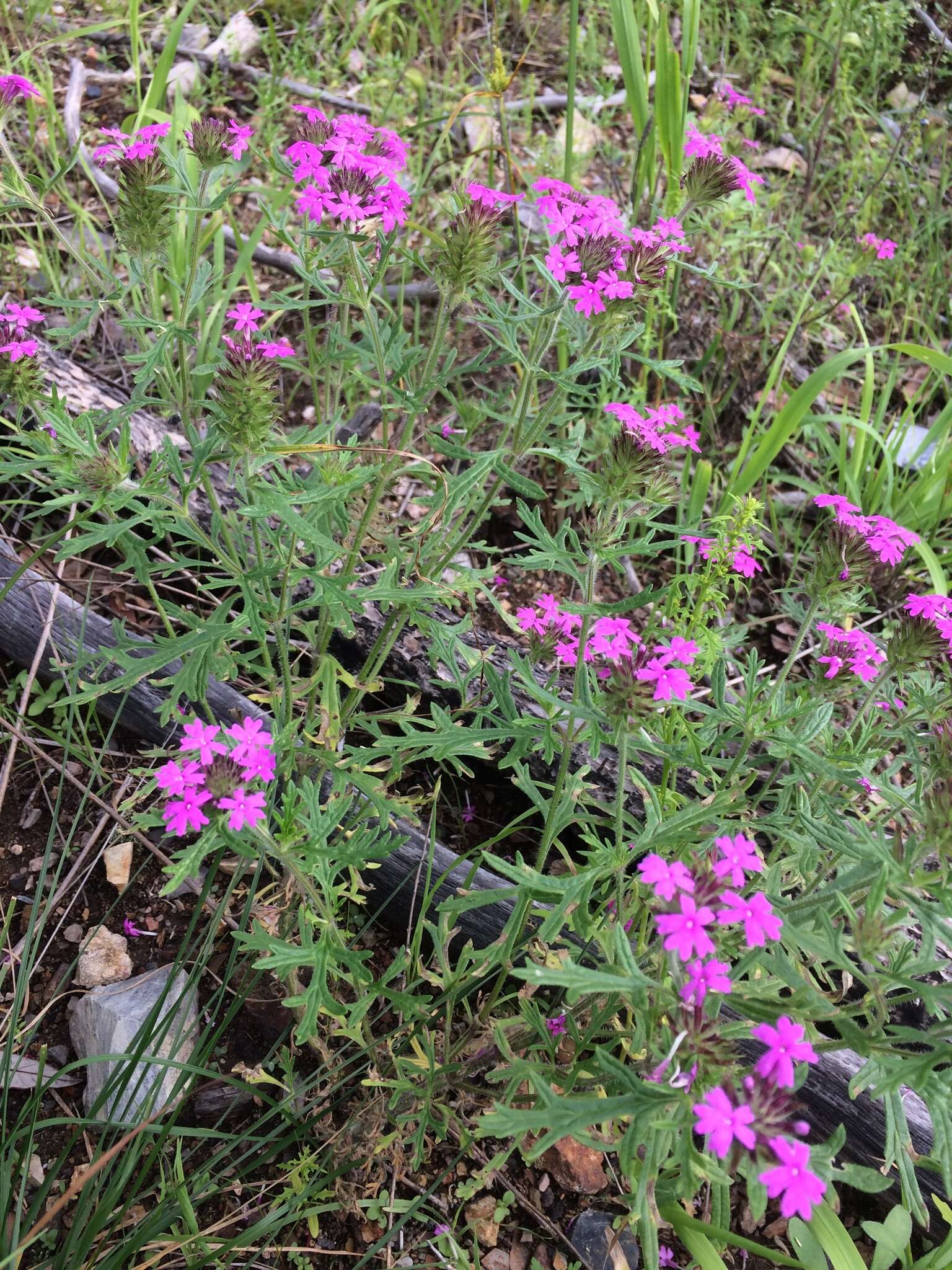 Image of Chiricahua Mountain mock vervain