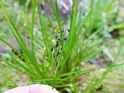 Слика од Juncus planifolius R. Br.