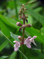 Stachys latidens Small resmi