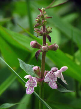 Image of Broad-Tooth Hedge-Nettle