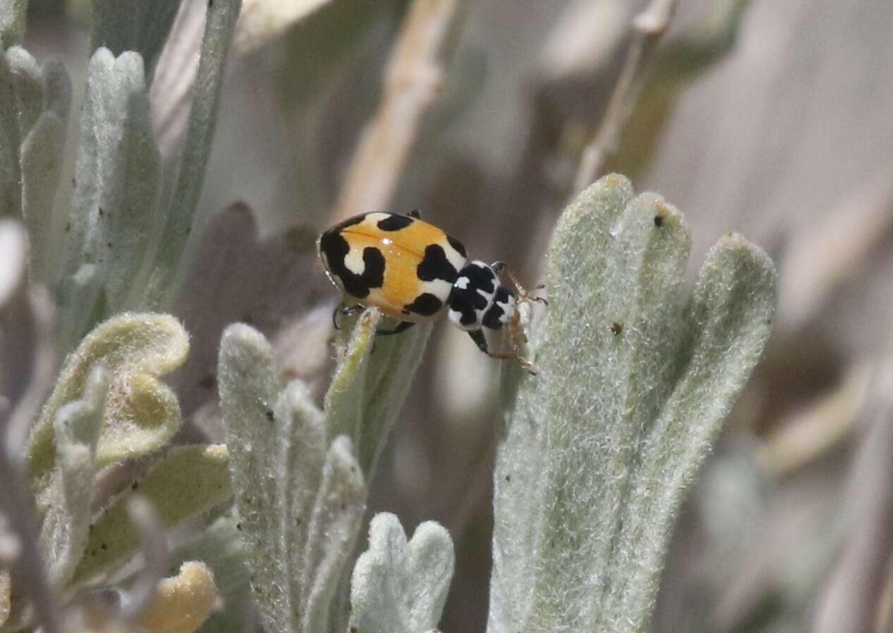 Image of Hippodamia apicalis Casey 1899