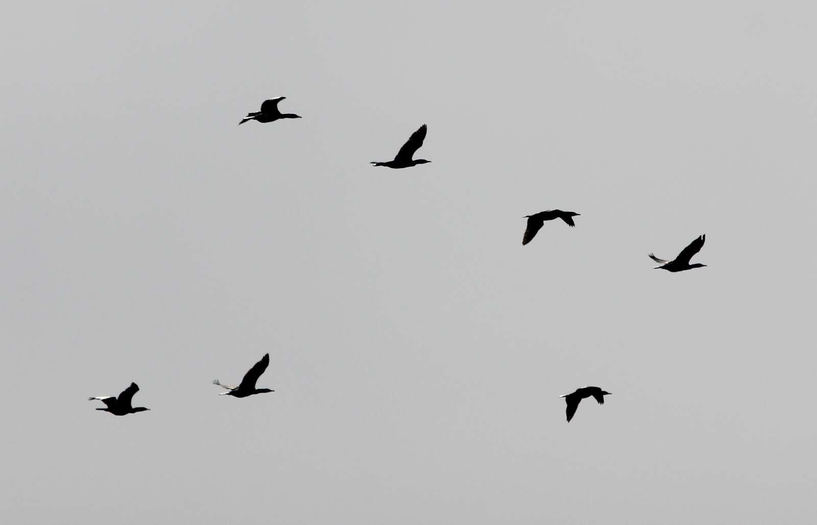 Image of Phalacrocorax carbo sinensis (Staunton 1796)