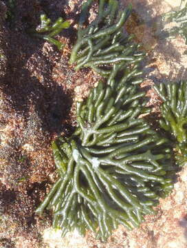 Image of dead man's fingers