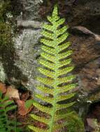 Polypodium sibiricum Siplivinsky的圖片