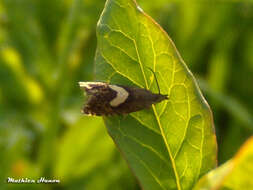 Image of Dichrorampha petiverella Linnaeus 1758