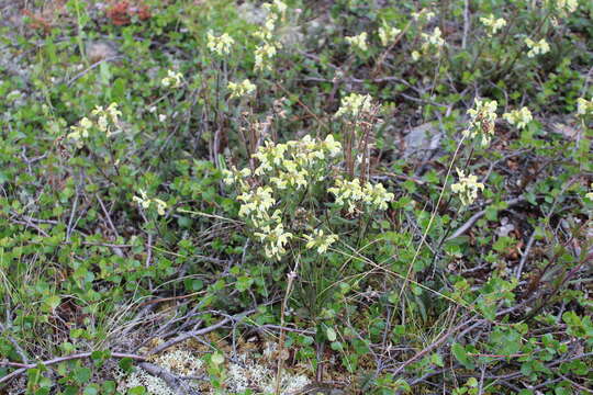 Image of Lapland lousewort