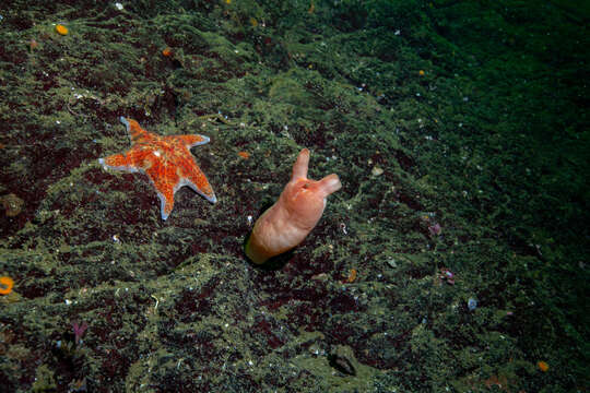 Image of Sea peach