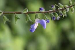 Imagem de Salvia costaricensis Oerst.