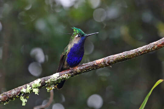 Image of Black-breasted Plovercrest