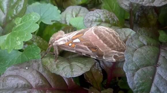 Image of Silver-spotted Ghost Moth