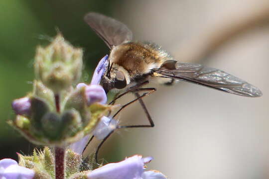 Image of Bombylius lancifer Osten Sacken 1877