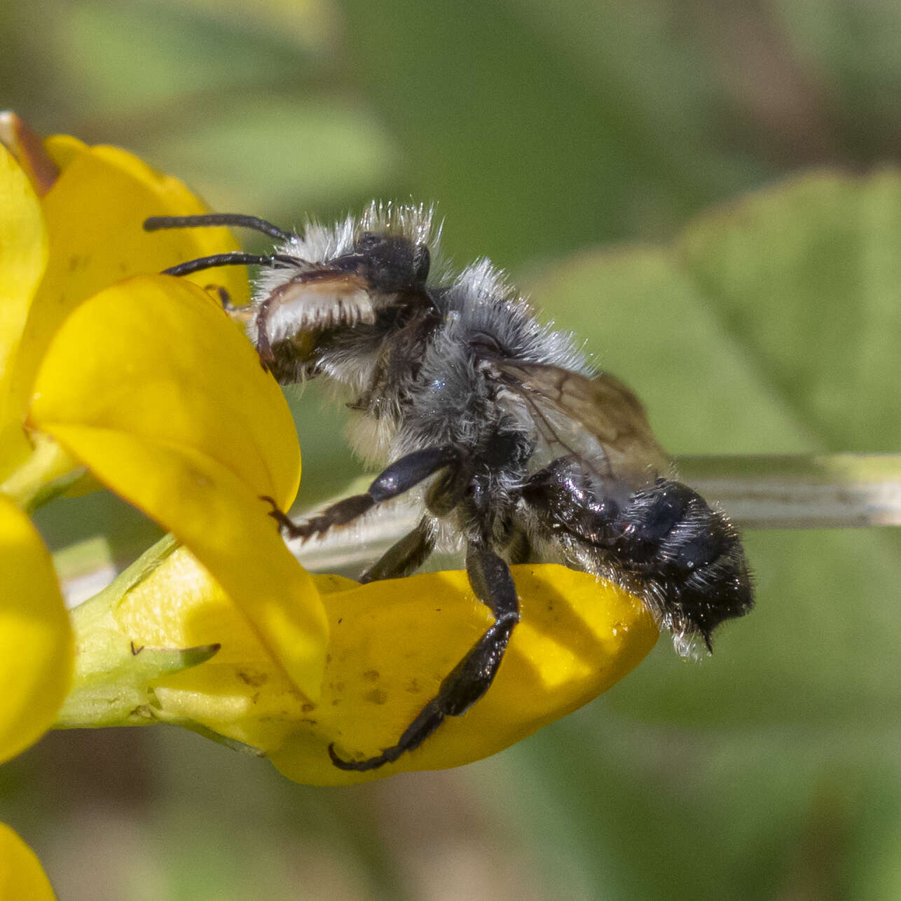 Image of Small-handed Leaf-cutter Bee