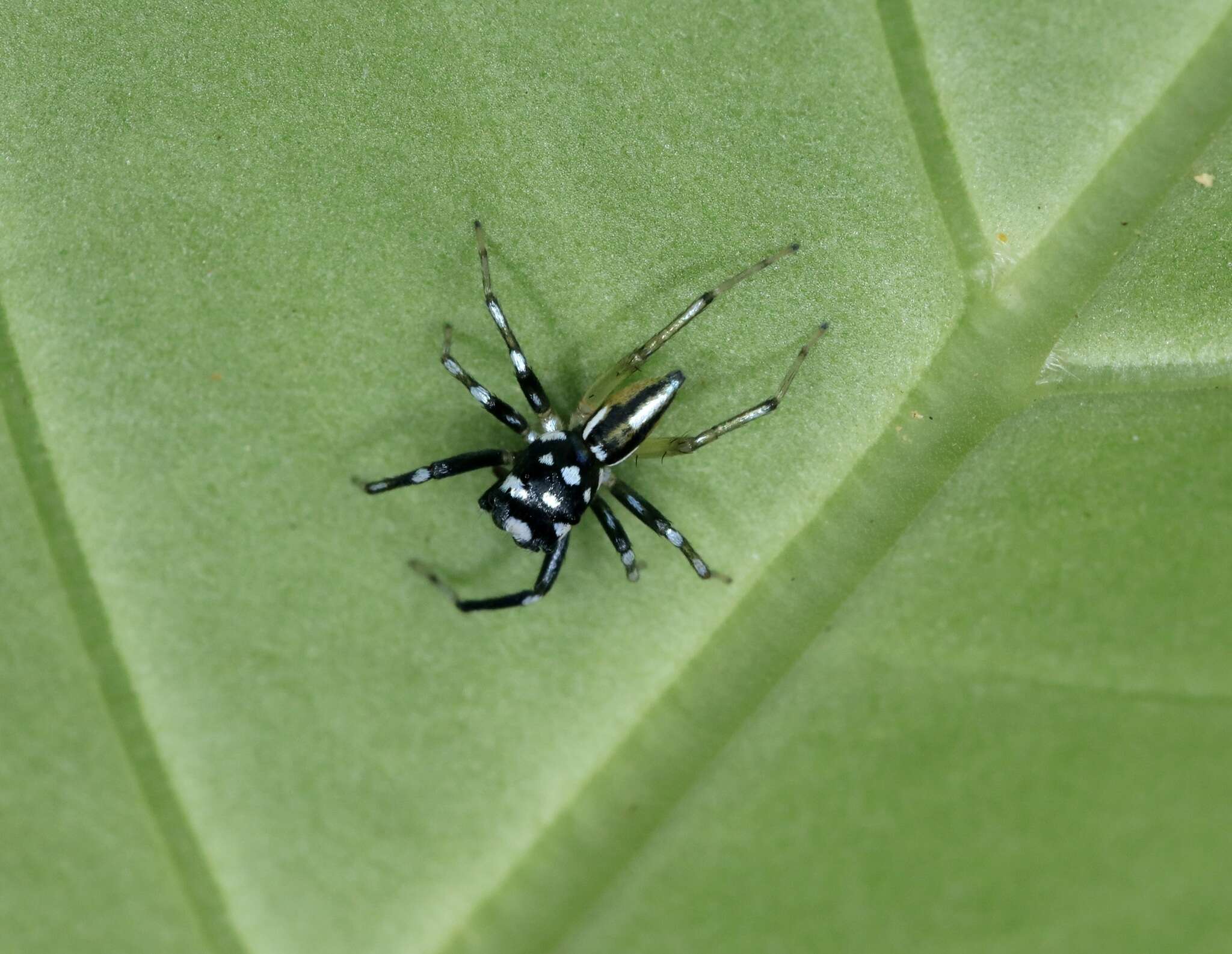 Image of Phintella bifurcilinea (Bösenberg & Strand 1906)