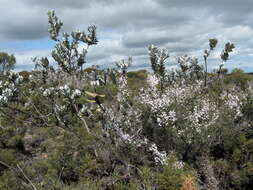 Image of Eucalyptus macrocarpa subsp. macrocarpa