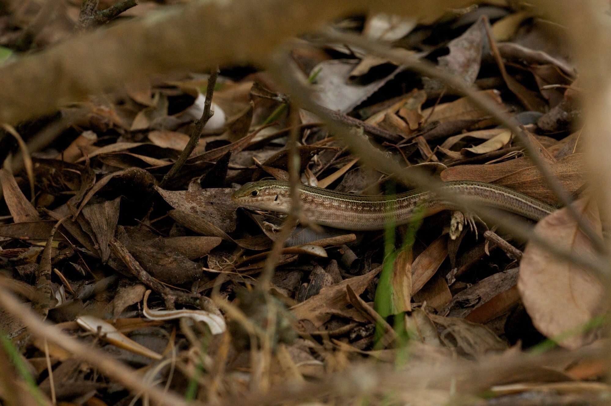 Image of Robust Ctenotus