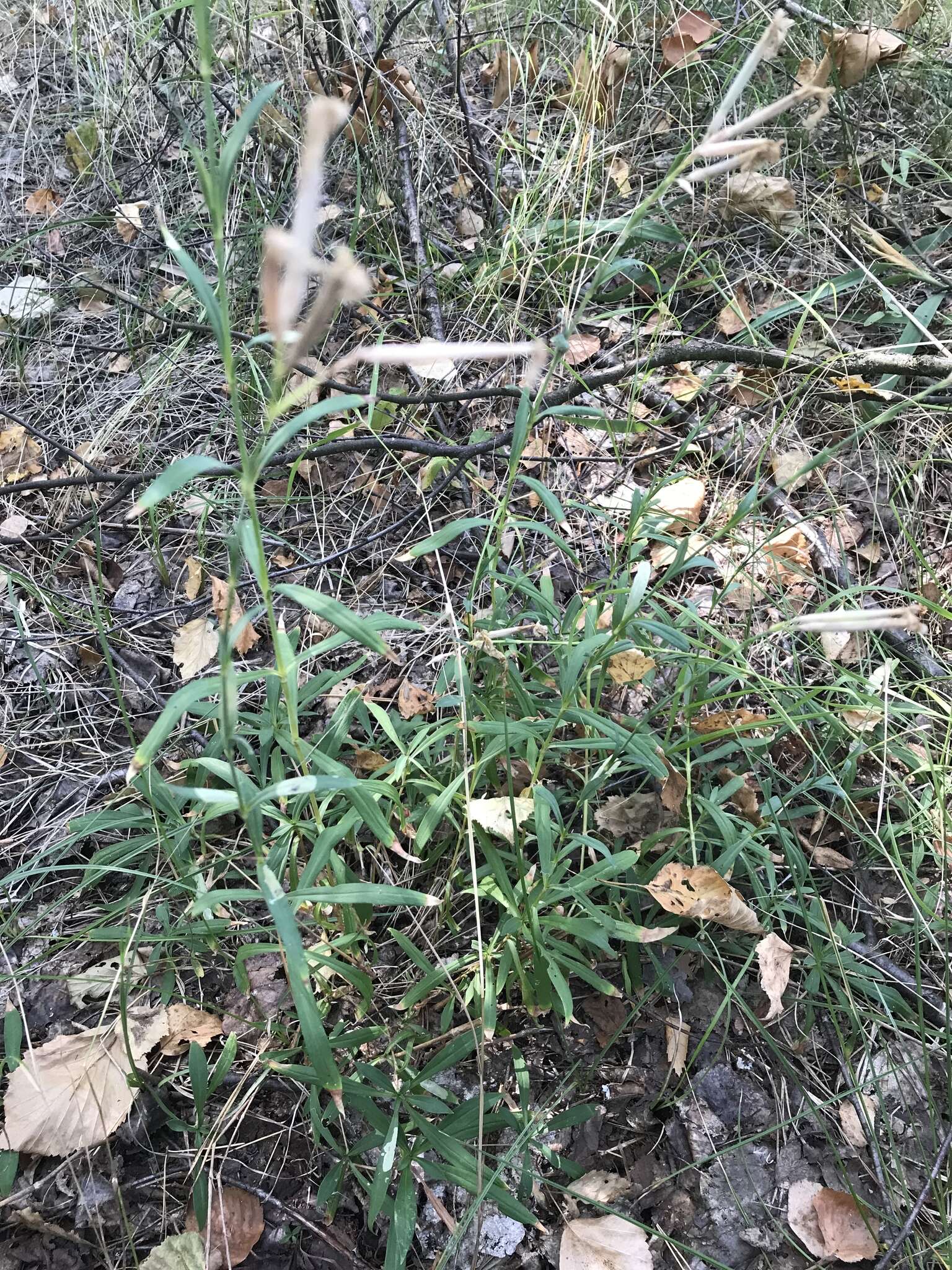 Image of Dianthus superbus subsp. stenocalyx (Trautv.) Kleopow