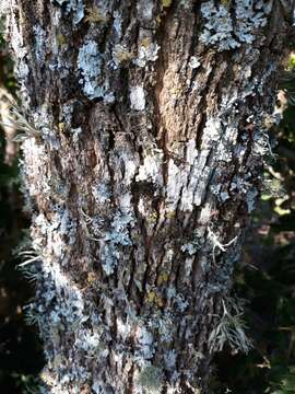 Image of Handroanthus albus (Cham.) Mattos