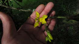 Image of Cyrtochilum revolutum (Lindl.) Dalström