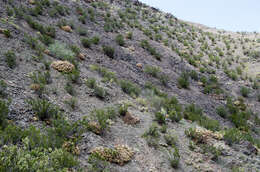 Image of Echinopsis candicans (Gillies ex Salm-Dyck) D. R. Hunt