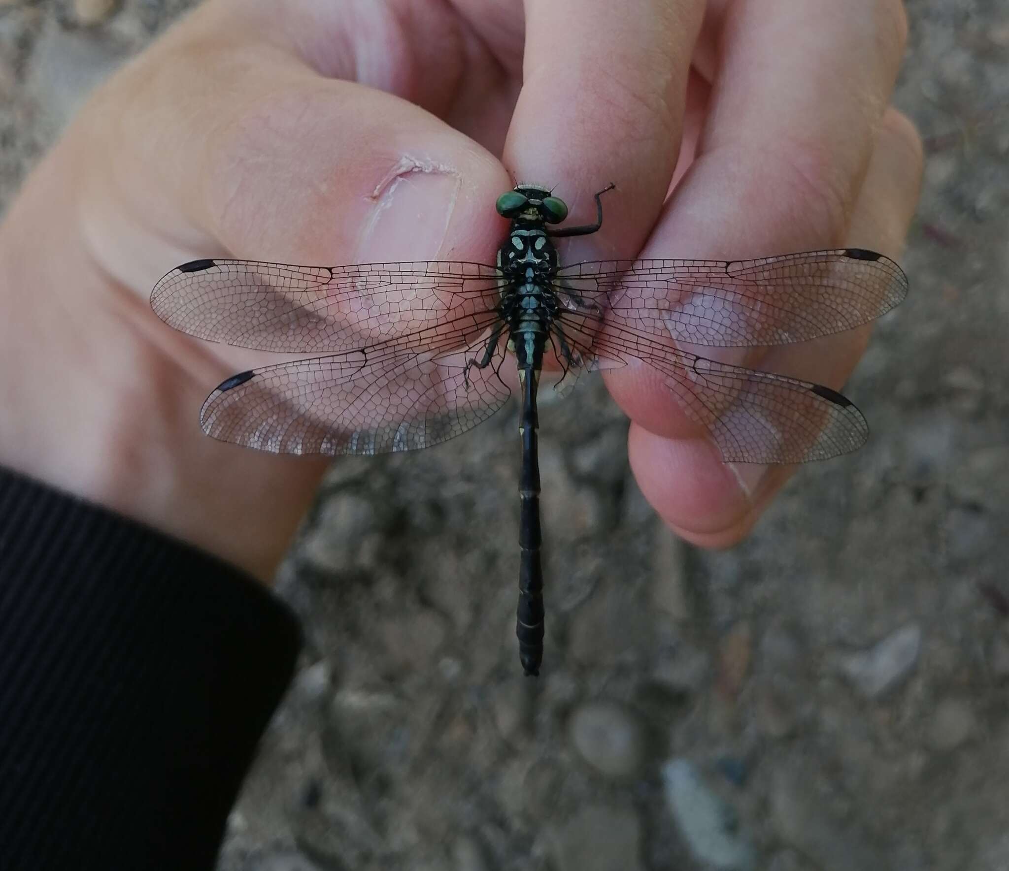 صورة Davidius lunatus (Bartenev 1914)