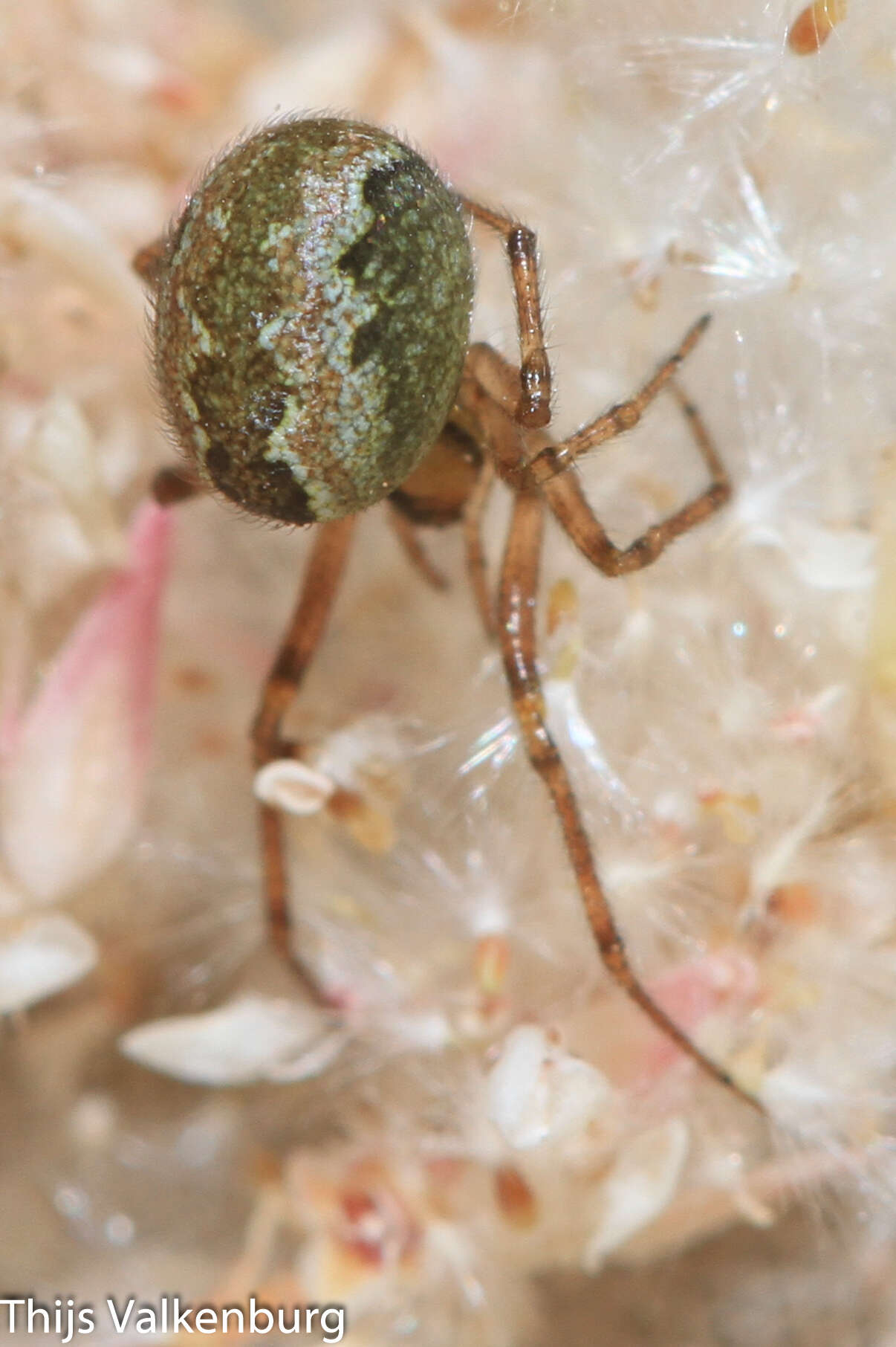 Image of Kochiura aulica (C. L. Koch 1838)