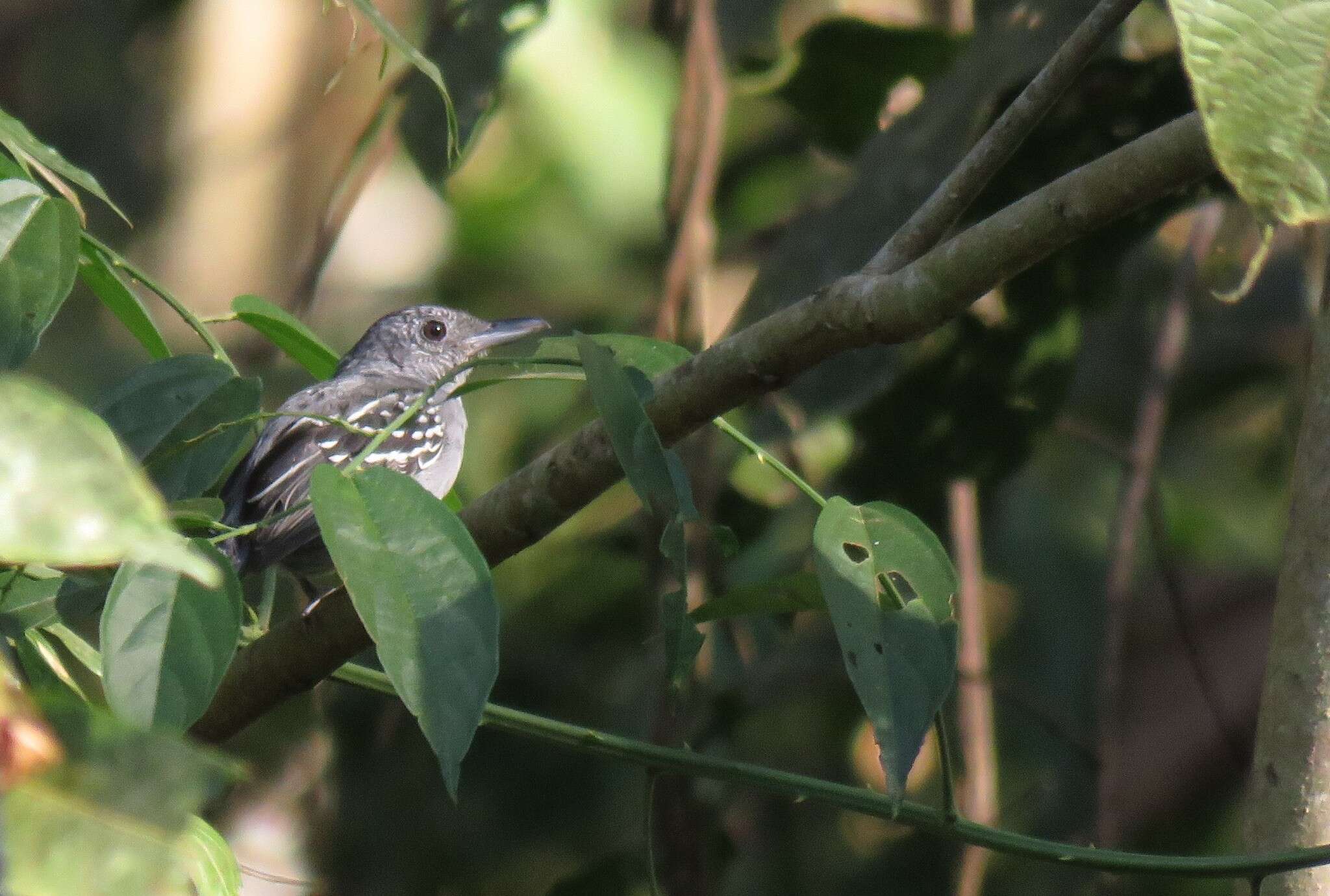 Image of Black-crowned Antshrike