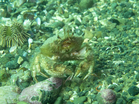 Image of Peltarion spinulosum (White 1843)