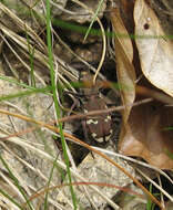 Image of Cicindela (Cicindela) sylvicola Dejean 1822