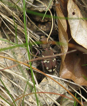 Image de Cicindela (Cicindela) sylvicola Dejean 1822