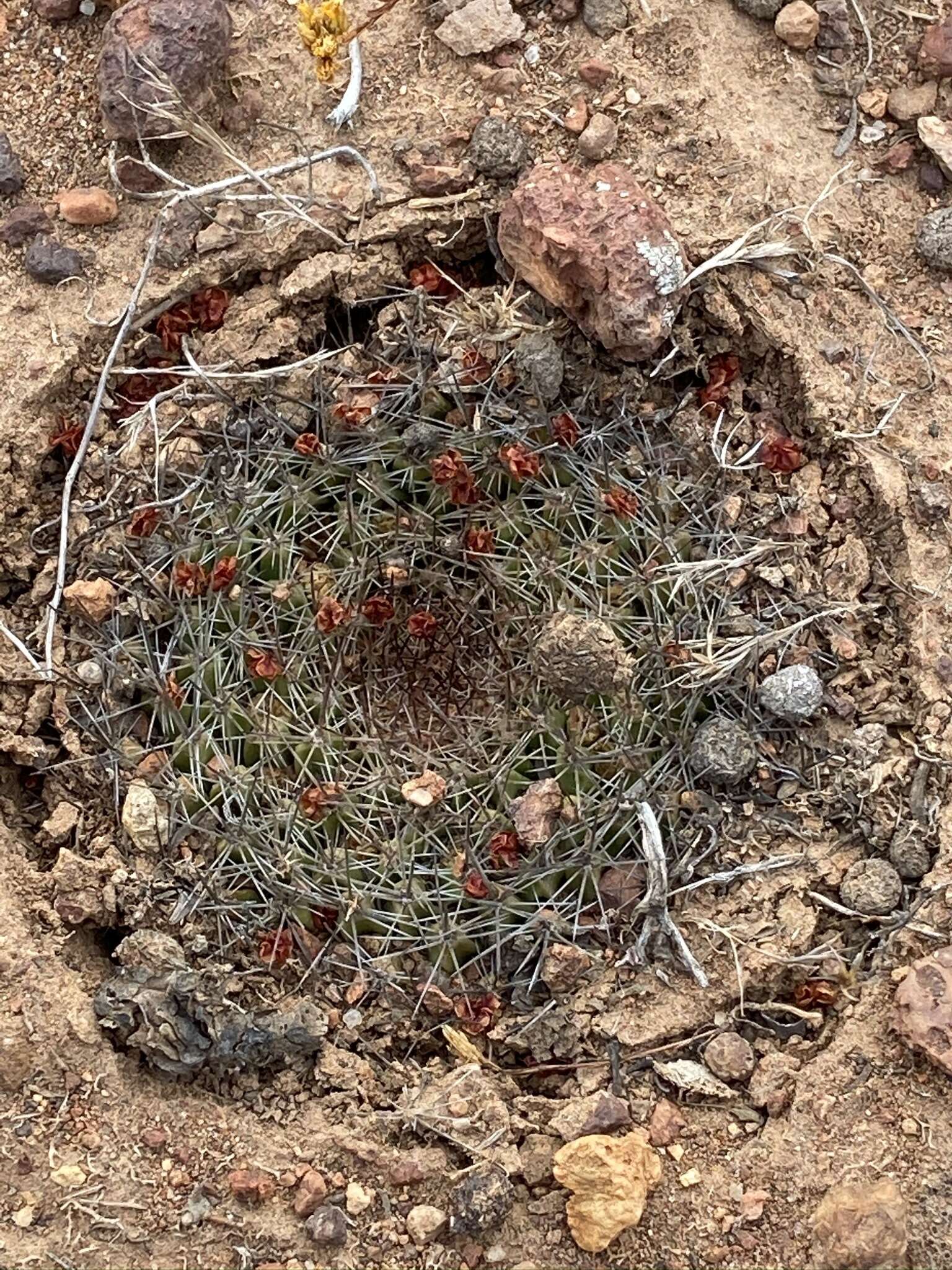 Image de Mammillaria brandegeei (J. M. Coult.) Engelm. ex K. Brandegee