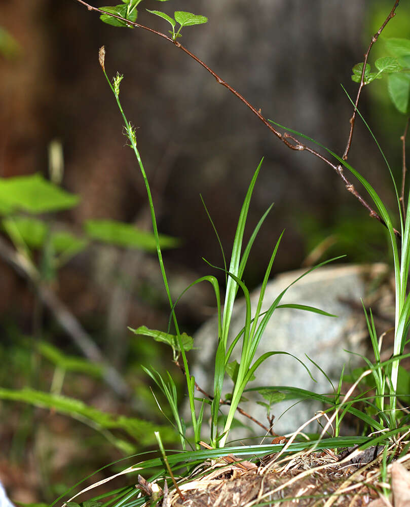 Image de Carex xiphium Kom.