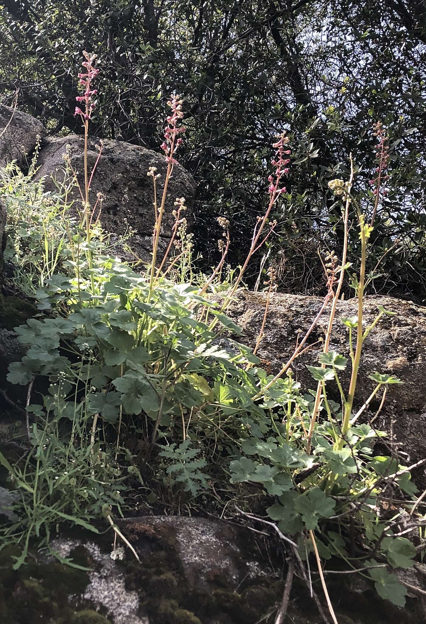 Image of Kern County larkspur