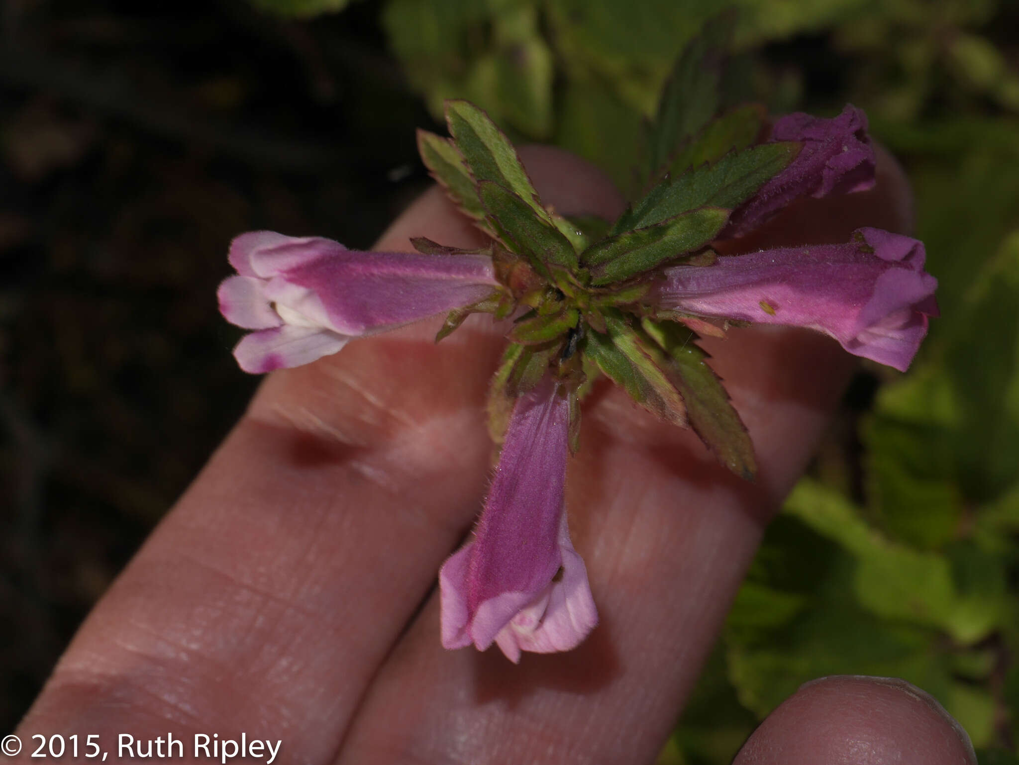 Image of Lamourouxia sylvatica Kunth