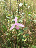 Image of snakemouth orchid