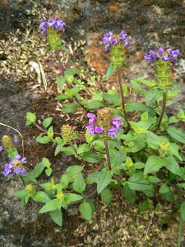 Image of Aleutian selfheal