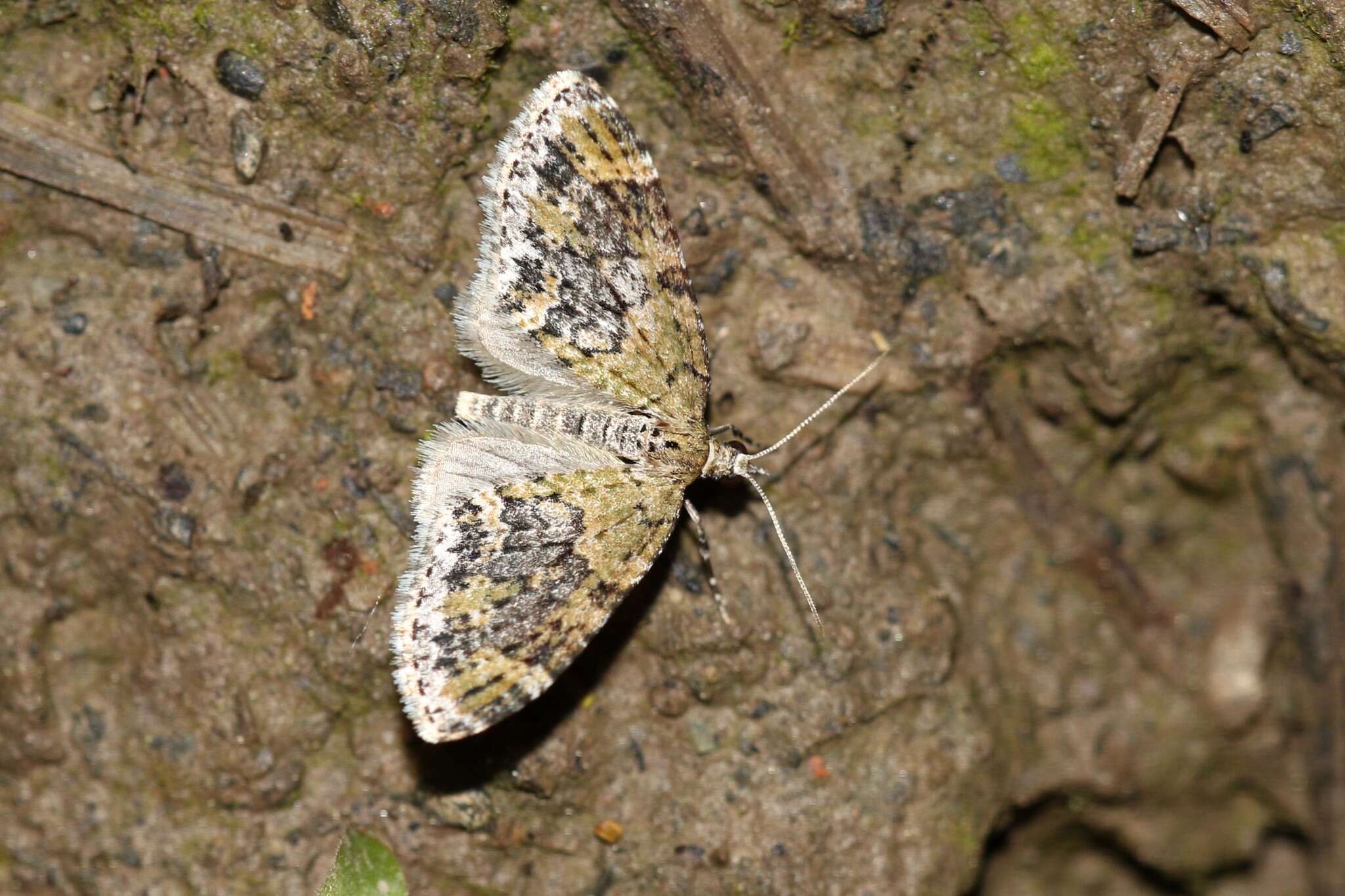 Image of yellow-barred brindle