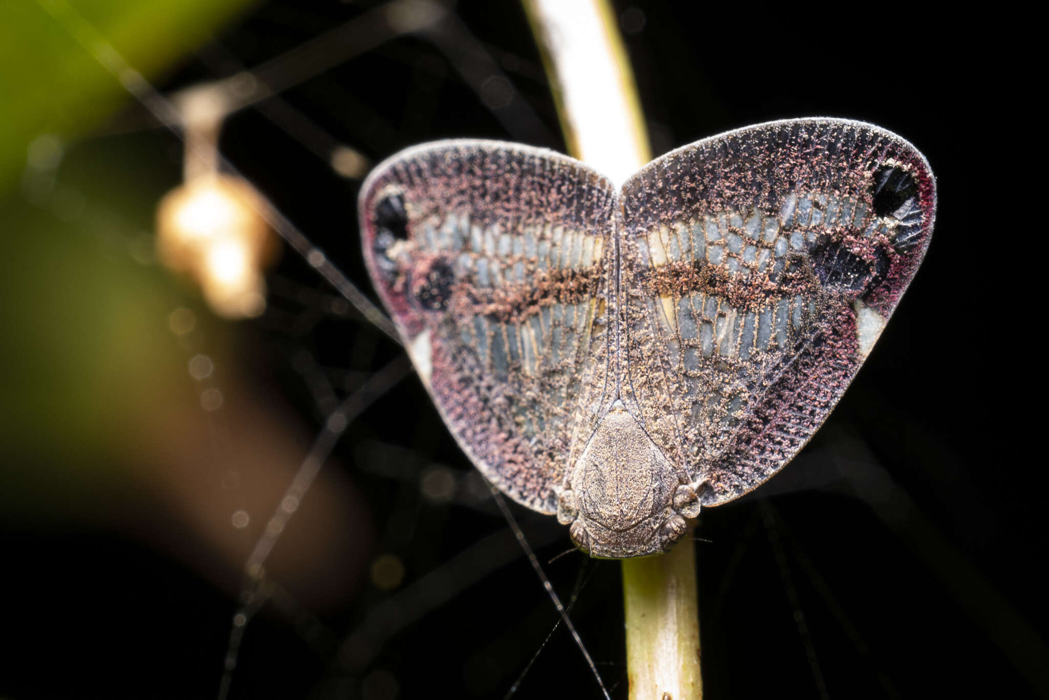 Слика од Parapiromis translucida (Montrouzier 1861)