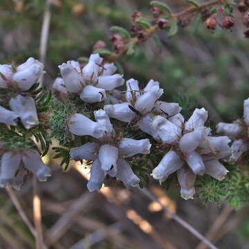 Image of Erica aspalathifolia var. aspalathifolia