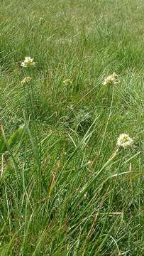 Image of Allium ericetorum Thore